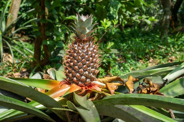 Dojrzały Ananas Ananasowej Roślinie Gotowy Zbioru Owocach — Zdjęcie stockowe
