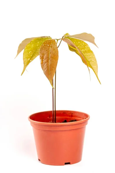 Young Lychee Sprout Pot White Background — Stok fotoğraf