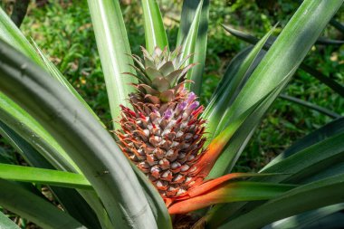 Eine relife Ananas auf einer Ananaspflanze in der Sonne auf einer
