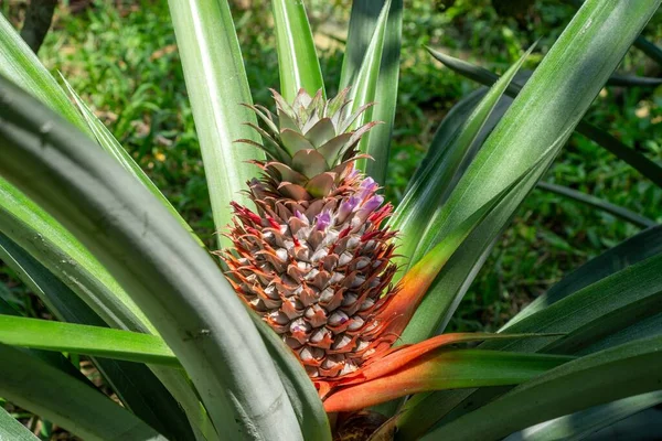 Eine Reife Ananas Auf Einer Ananaspflanze Der Sonne Auf Einer — Zdjęcie stockowe