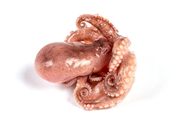 Octopus Closeup White Background — Stok Foto