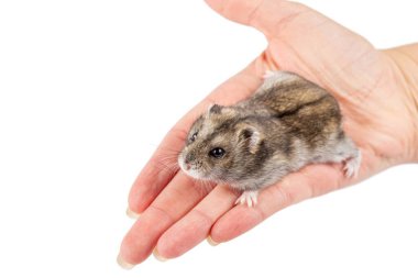 Dişi elinde küçük bir hamster