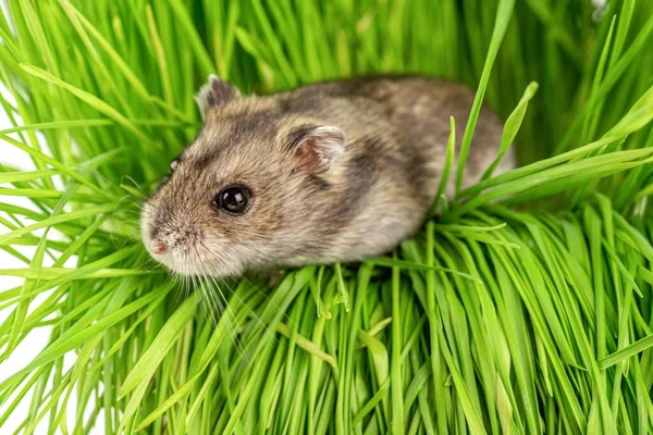 Dwarf gray hamster on the green grass