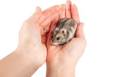 Hamster in female hands, pet care concept