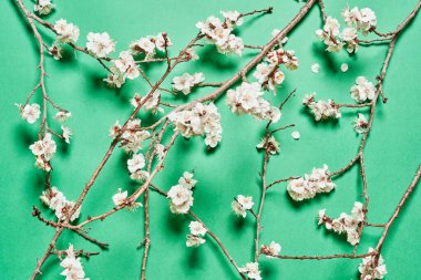 Çiçek açan ağaç dallarıyla taze bahar arkaplanı