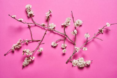Pembe arka planda gelişen kayısı dalları