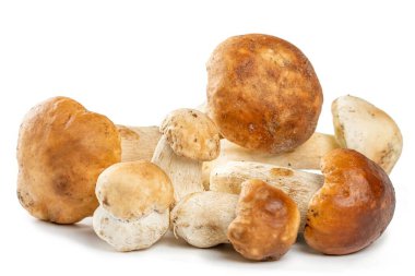 Beyaz bir arka planda orman mantarları.