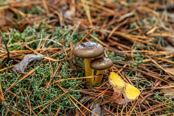 Two Fresh Mushrooms Grow Forest — Fotografie, imagine de stoc