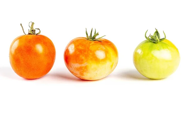 Tres Tomates Diferentes Colores — Foto de Stock