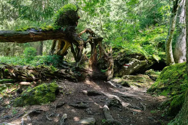 Árbol Caído Con Grandes Raíces Ramas Ruta Senderismo Las Montañas — Foto de Stock