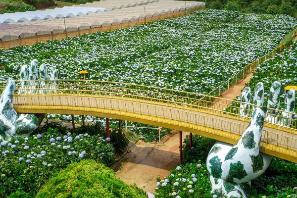 Golden Hand Bridge Copy Hydrangea Flower Garden Lat Stockbild