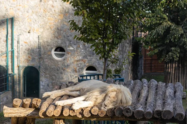 León Blanco Africano Durmiendo Zoológico —  Fotos de Stock