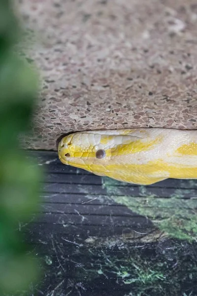 Cabeça Python Birmanês Albino Com Espaço Cópia — Fotografia de Stock