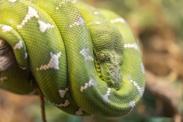 Emerald Tree Boa Laying Tree — Stock Photo, Image