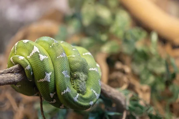 Emerald Tree Boa Liggend Gekruld Boom — Stockfoto