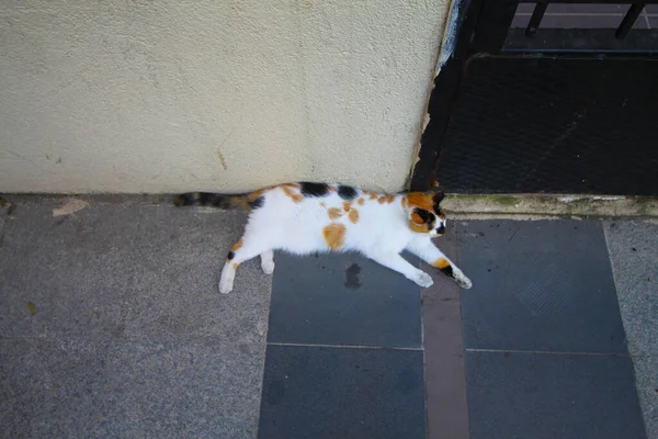 Gato Rua Istambul — Fotografia de Stock