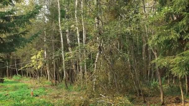 Skär ner träd med en motorsåg — Stockvideo