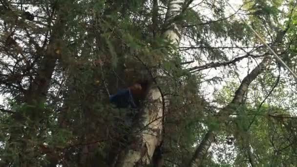 Řezání stromů s motorovou pilou — Stock video
