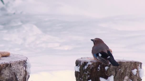 Dzikie ptaki karmią się zimą Wideo Stockowe bez tantiem