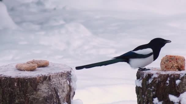 野鸟在冬季觅食 — 图库视频影像