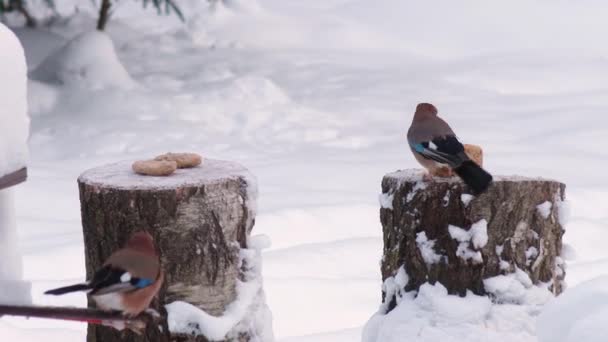 Aves silvestres se alimentan en invierno — Vídeo de stock