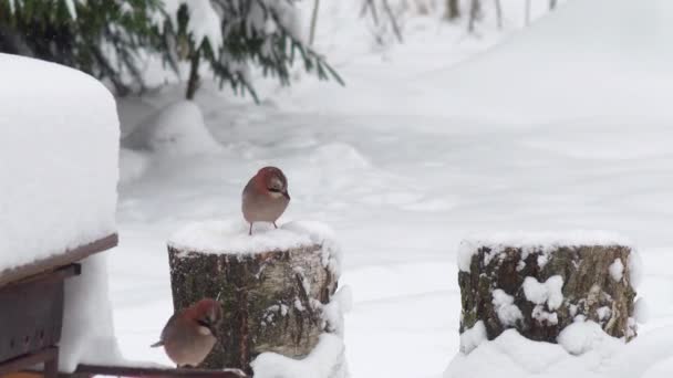 Les oiseaux sauvages se nourrissent en hiver Séquence Vidéo Libre De Droits