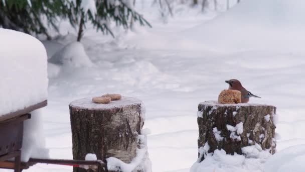 Дикие птицы кормятся зимой — стоковое видео