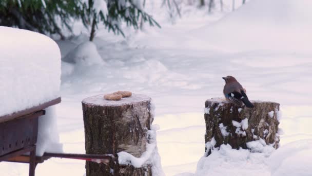 Aves silvestres se alimentan en invierno — Vídeo de stock