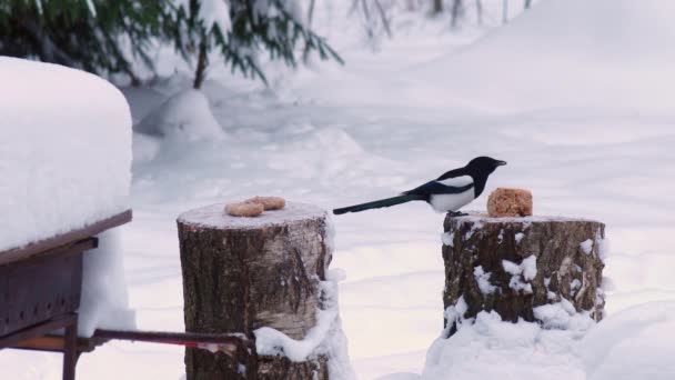 Wild Birds Feed In Winter — Vídeo de Stock