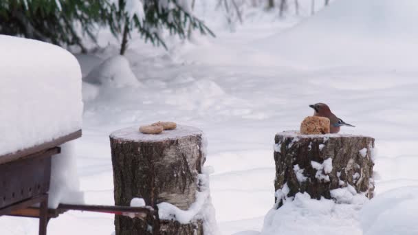 Aves silvestres se alimentan en invierno — Vídeo de stock