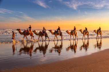 Camel train walking along Birubi Beach on sunset, Anna Bay, NSW, Australia