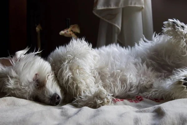 Dirty White Habanez Bichon — Stockfoto