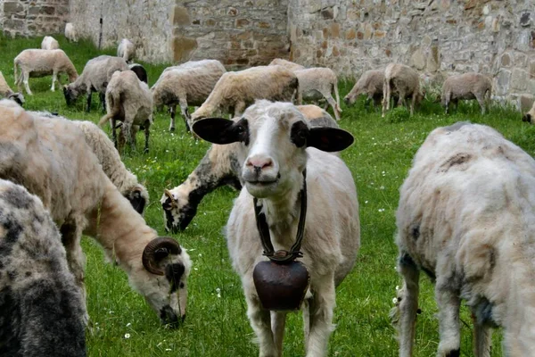Пастухи Овцы Доместические Жизни Июнь — стоковое фото