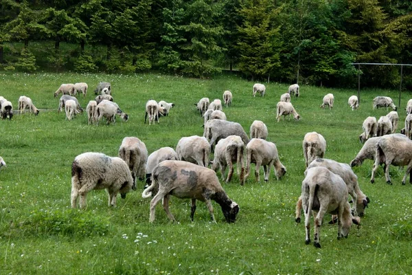 Пастухи Овцы Доместические Жизни Июнь — стоковое фото