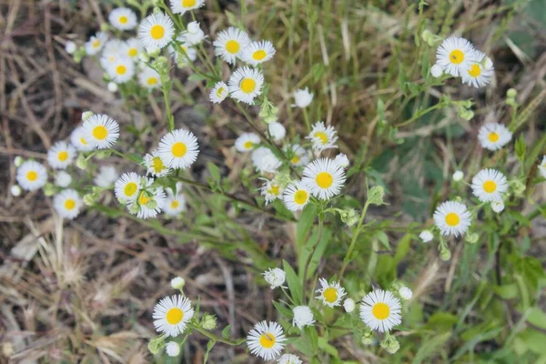 Een Boek Vol Met Bloemen Bloemenschotel 2022 Juni — Stockfoto