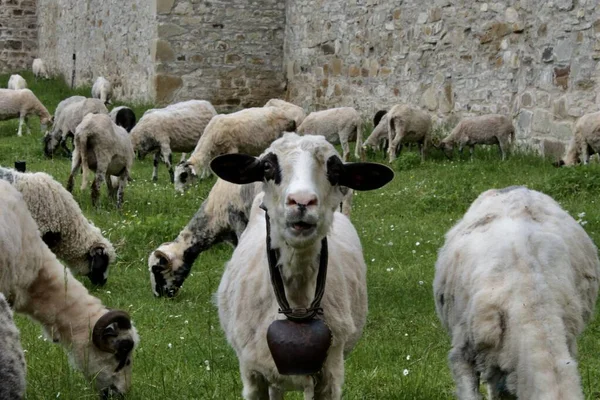 Пастухи Овцы Доместические Анималы Июнь — стоковое фото