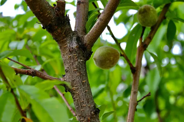 Walnuts Tree Green Leaves Ecuador — Stock Photo, Image