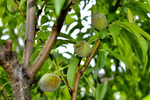Walnuts Tree Green Leaves Ecuador — Stock Photo, Image