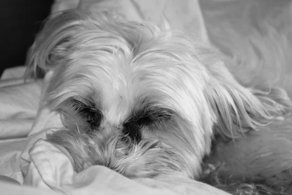 DOG IN BED. PORTRAIT OF A WHITE DOG.