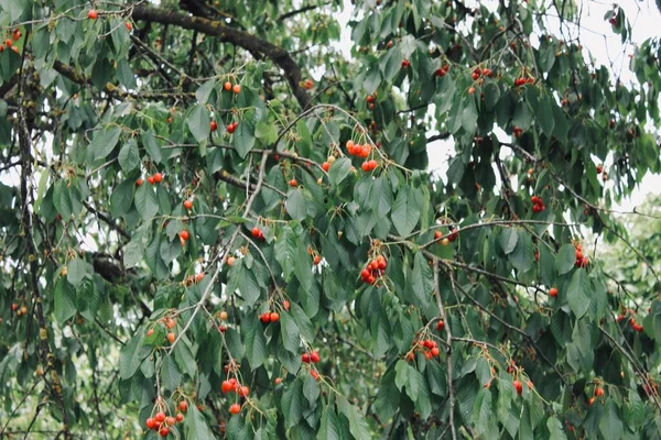Ağacın Üstünde Kiraz Kırmızı Meyveli Ağaç — Stok fotoğraf