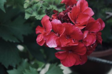 Kırmızı Çiçek. Kırmızı Çiçek. Büyük Bahçe 'ye. YEŞİL YAZIKLAR.