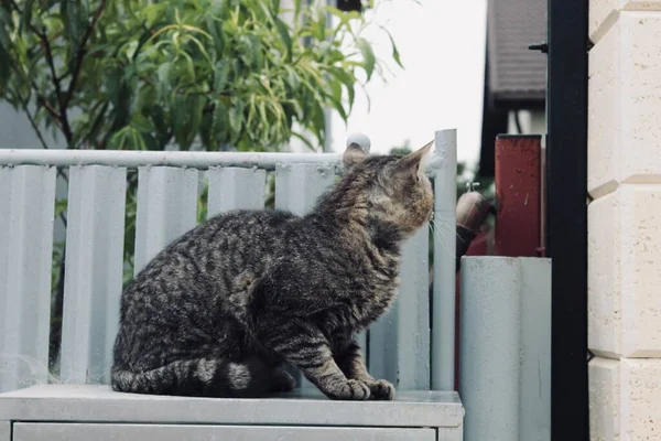 CAT ON THE BOX. THE DOMESTIC ANIMAL.