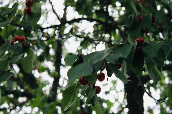 Cherries Tree Red Fruits — Stock Photo, Image