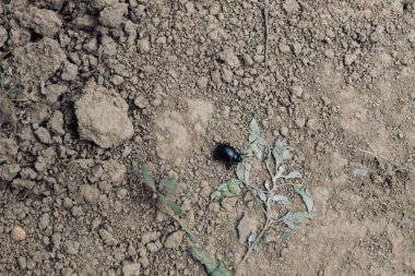 Zeminde karınca var. DOĞLU.