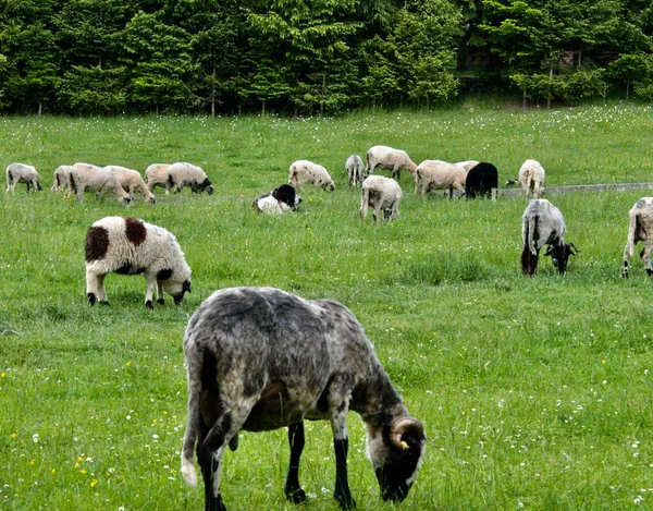 Пастухи Овцы Правда Фарм — стоковое фото