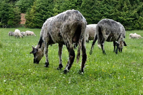 Пастухи Овцы Доместические Анималы — стоковое фото