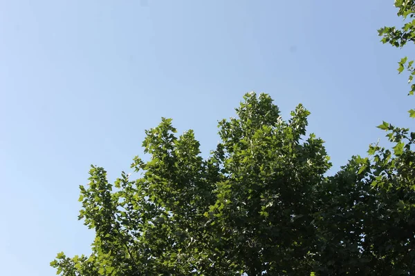 Правда Зелёное Дерево Синий Цвет — стоковое фото