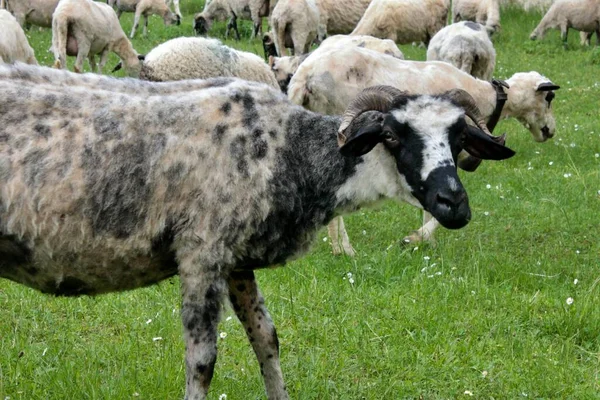 Пастухи Овцы Доместические Анималы — стоковое фото