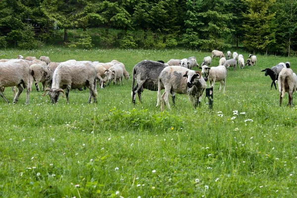 Доместические Анималы Ферме Пастухи Ягнята Коза Едят Больше Травы — стоковое фото