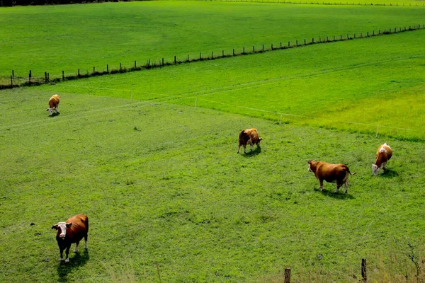 Austrian Cows Miejsce Natury — Zdjęcie stockowe